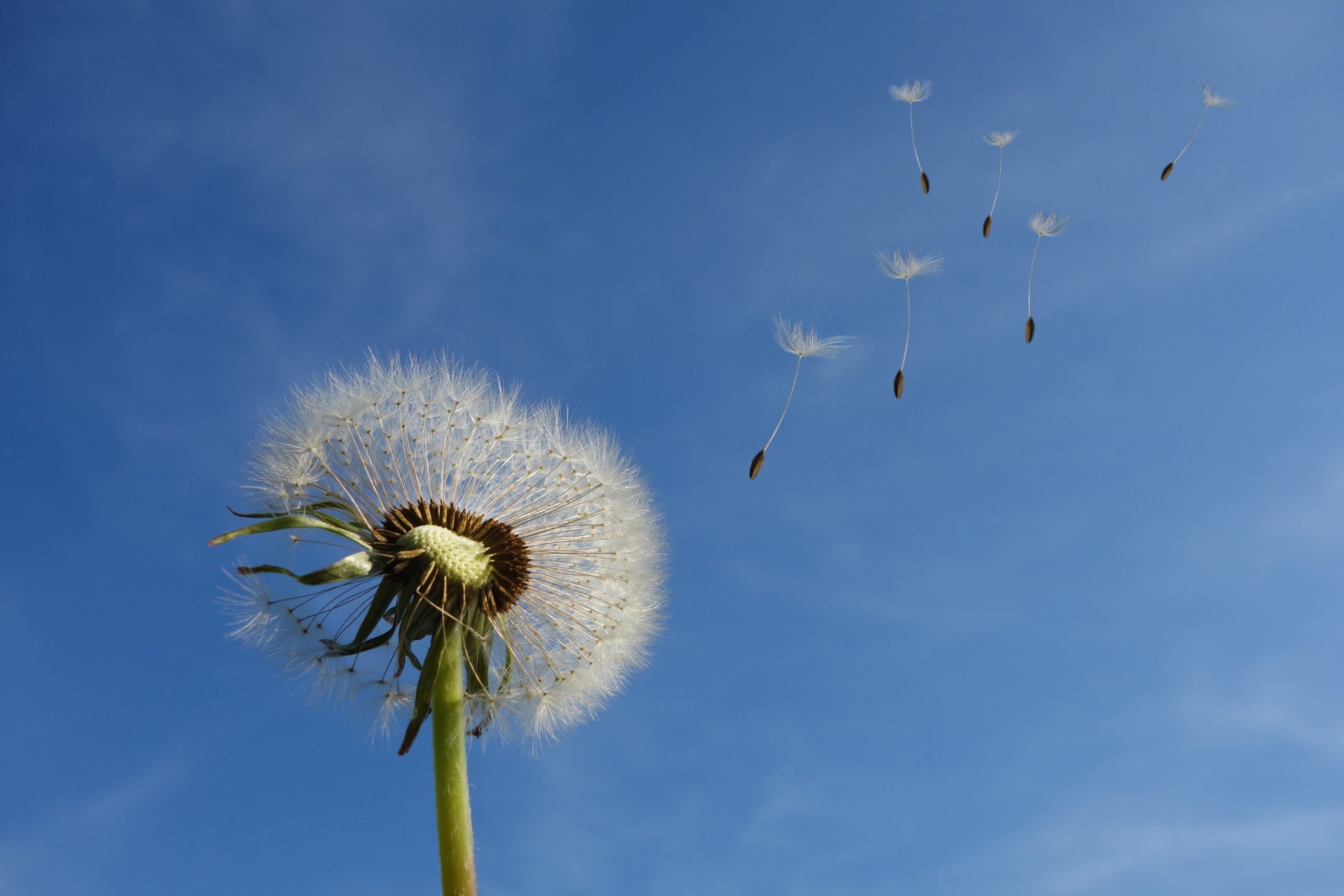 She Dances on the wind