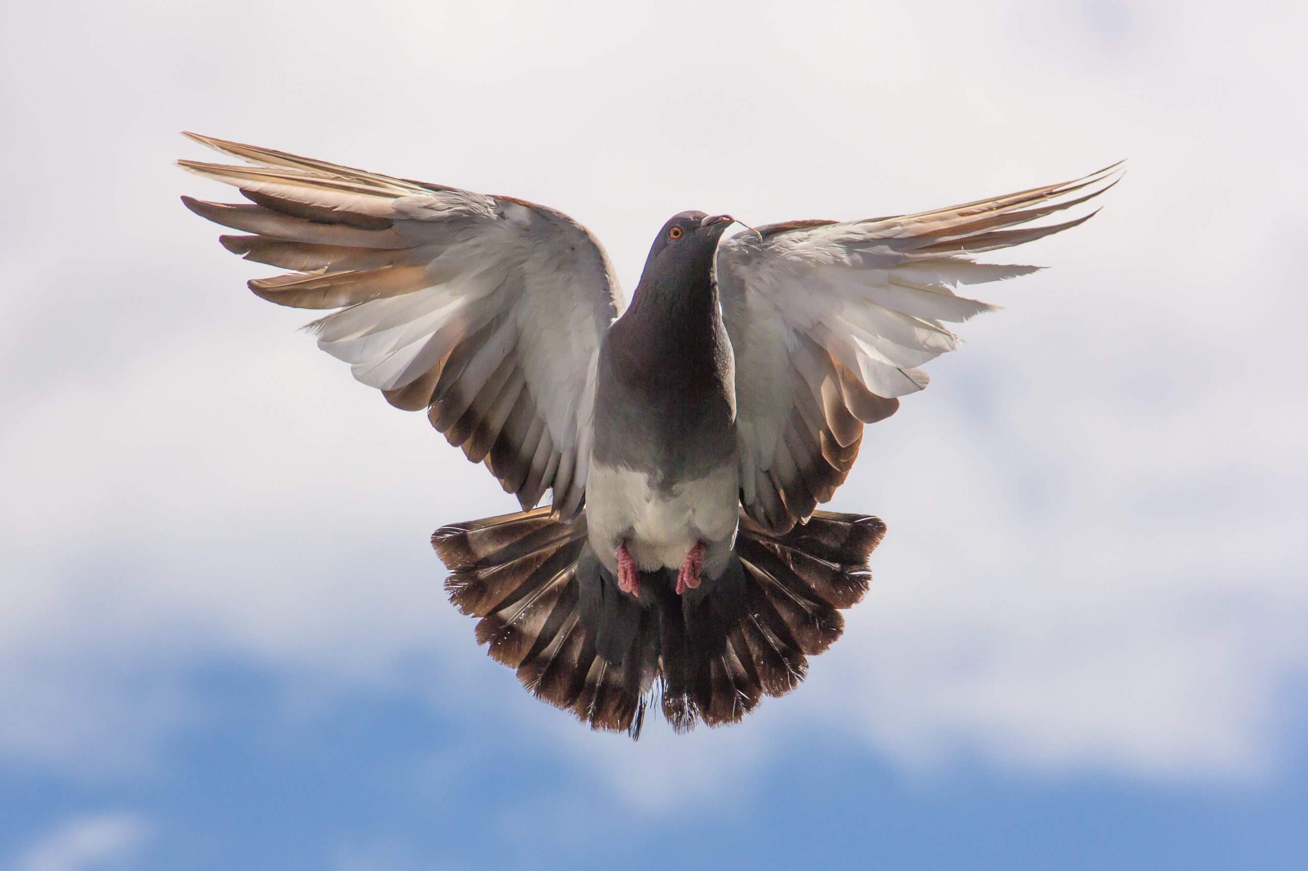 On The Wings Of A Dove